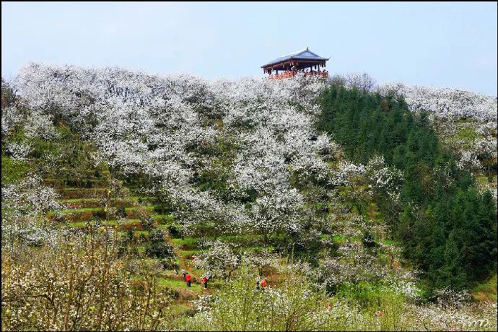 【春天，广西桂林灌阳县向您发出邀请！】我们在灌阳看梨花 - 游山玩水 - 承德生活社区 - 承德28生活网 chengde.28life.net