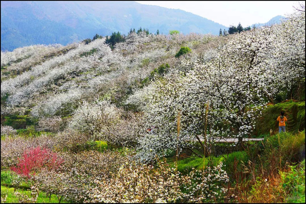 【春天，广西桂林灌阳县向您发出邀请！】我们在灌阳看梨花 - 游山玩水 - 承德生活社区 - 承德28生活网 chengde.28life.net