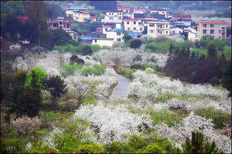 【春天，广西桂林灌阳县向您发出邀请！】我们在灌阳看梨花 - 游山玩水 - 承德生活社区 - 承德28生活网 chengde.28life.net