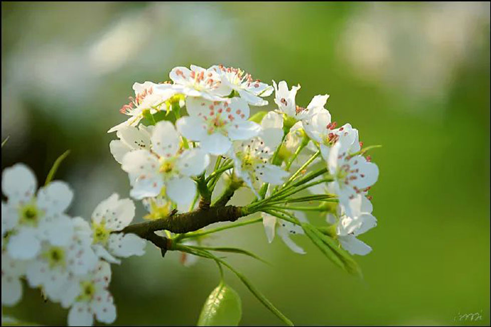 【春天，广西桂林灌阳县向您发出邀请！】我们在灌阳看梨花 - 游山玩水 - 承德生活社区 - 承德28生活网 chengde.28life.net