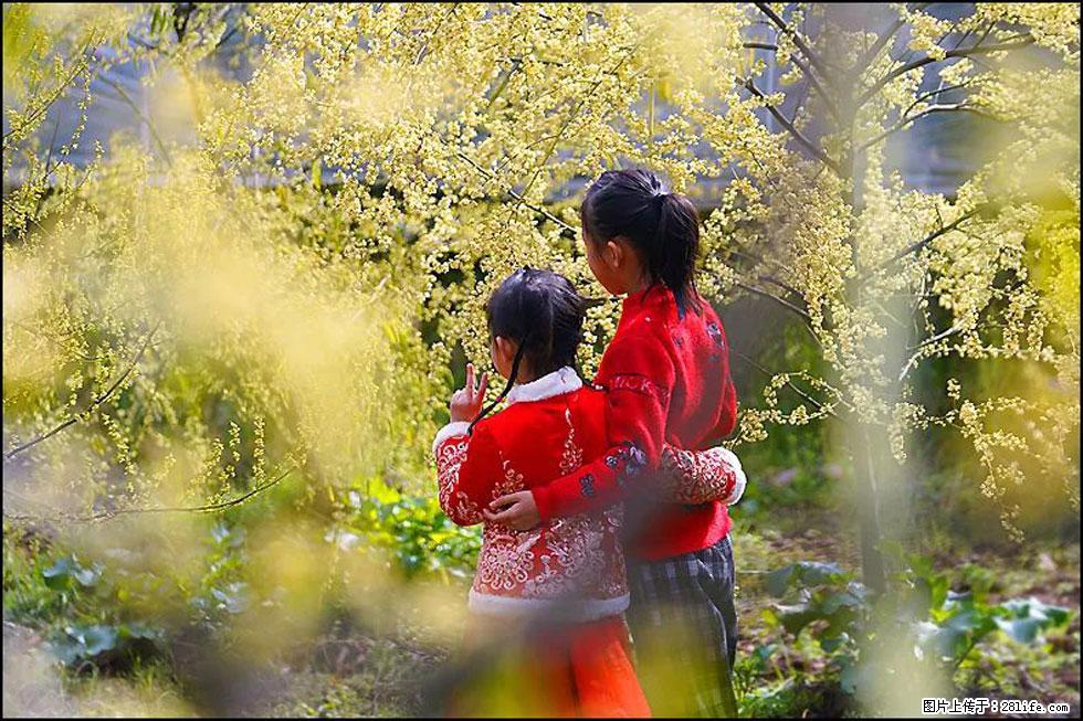 【春天，广西桂林灌阳县向您发出邀请！】米珠山前有片山苍子花在飘香 - 游山玩水 - 承德生活社区 - 承德28生活网 chengde.28life.net