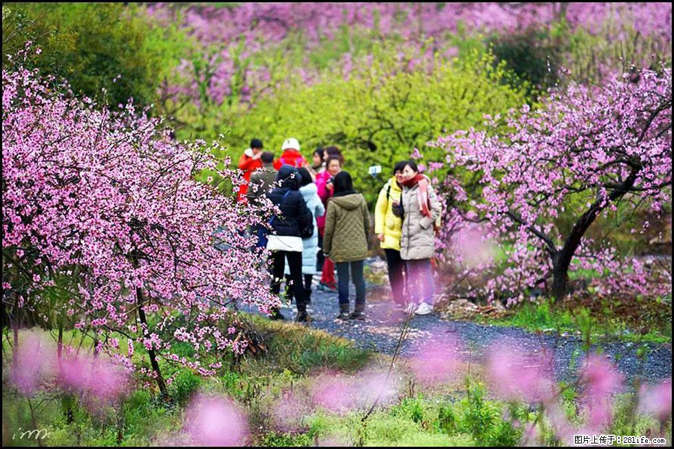 【春天，广西桂林灌阳县向您发出邀请！】官庄村有个醉美的桃花园 - 游山玩水 - 承德生活社区 - 承德28生活网 chengde.28life.net