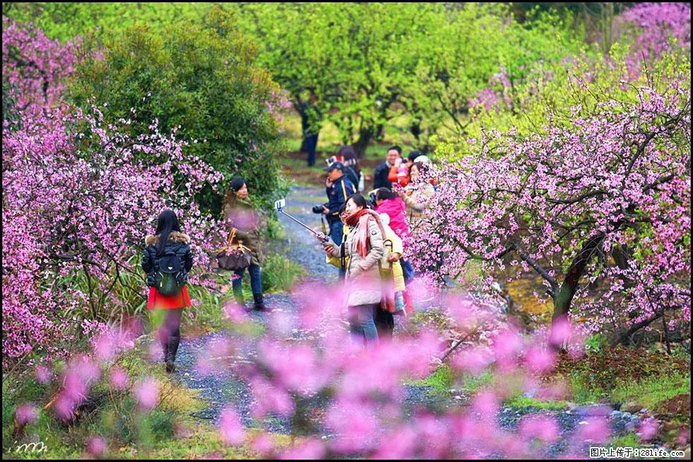 【春天，广西桂林灌阳县向您发出邀请！】官庄村有个醉美的桃花园 - 游山玩水 - 承德生活社区 - 承德28生活网 chengde.28life.net