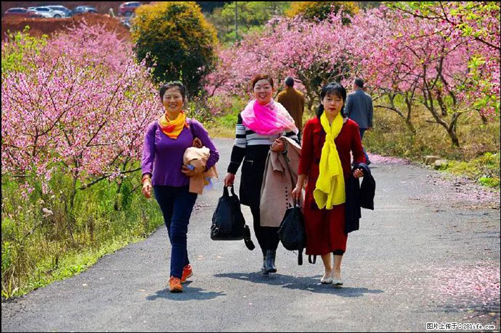 【春天，广西桂林灌阳县向您发出邀请！】官庄村有个醉美的桃花园 - 游山玩水 - 承德生活社区 - 承德28生活网 chengde.28life.net