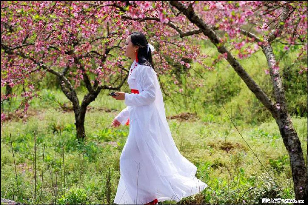 【春天，广西桂林灌阳县向您发出邀请！】官庄村有个醉美的桃花园 - 游山玩水 - 承德生活社区 - 承德28生活网 chengde.28life.net
