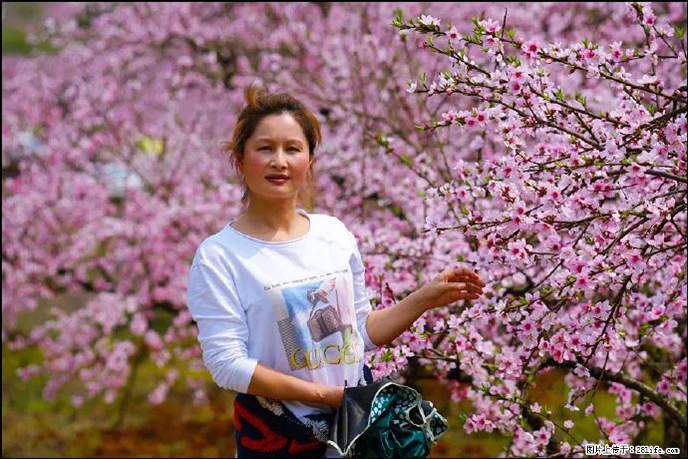 【春天，广西桂林灌阳县向您发出邀请！】官庄村有个醉美的桃花园 - 游山玩水 - 承德生活社区 - 承德28生活网 chengde.28life.net