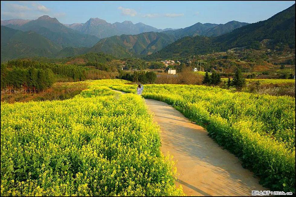 【春天，广西桂林灌阳县向您发出邀请！】长坪村油菜盛情花开 - 游山玩水 - 承德生活社区 - 承德28生活网 chengde.28life.net