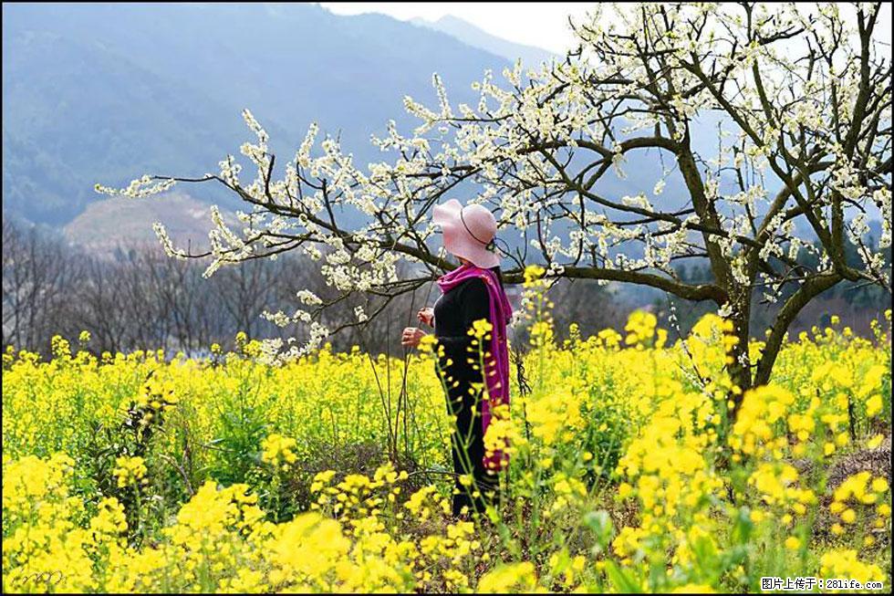 【春天，广西桂林灌阳县向您发出邀请！】长坪村油菜盛情花开 - 游山玩水 - 承德生活社区 - 承德28生活网 chengde.28life.net