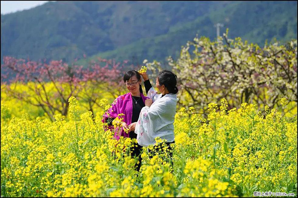 【春天，广西桂林灌阳县向您发出邀请！】长坪村油菜盛情花开 - 游山玩水 - 承德生活社区 - 承德28生活网 chengde.28life.net