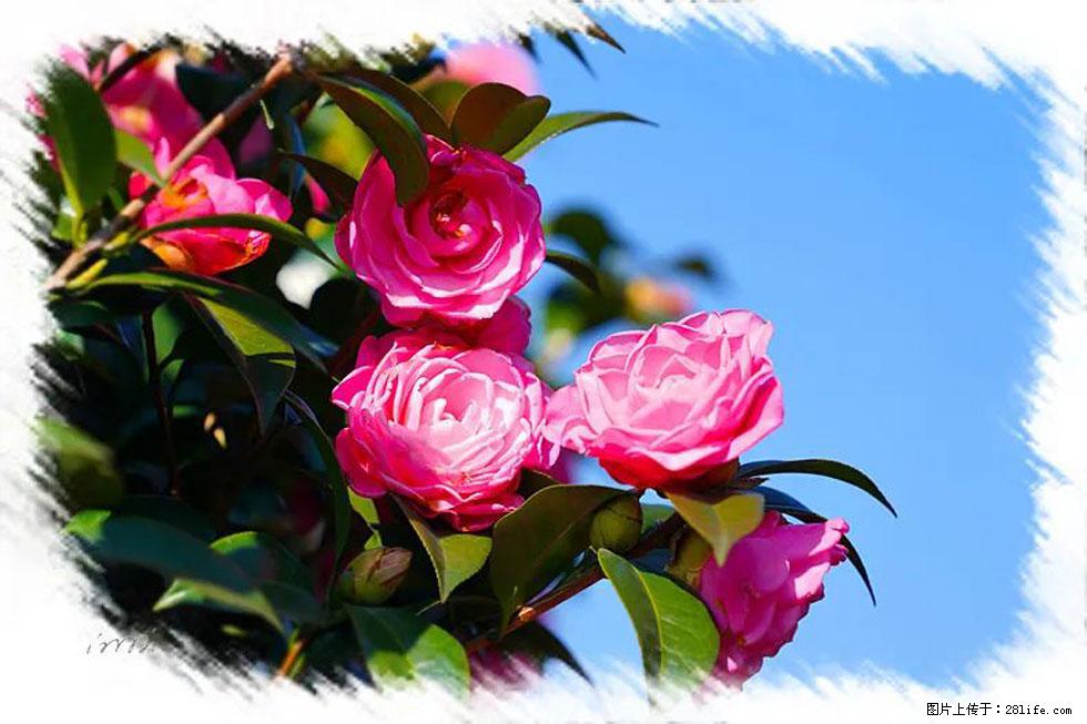 【春天，广西桂林灌阳县向您发出邀请！】杨柳井茶花惹人爱 - 游山玩水 - 承德生活社区 - 承德28生活网 chengde.28life.net