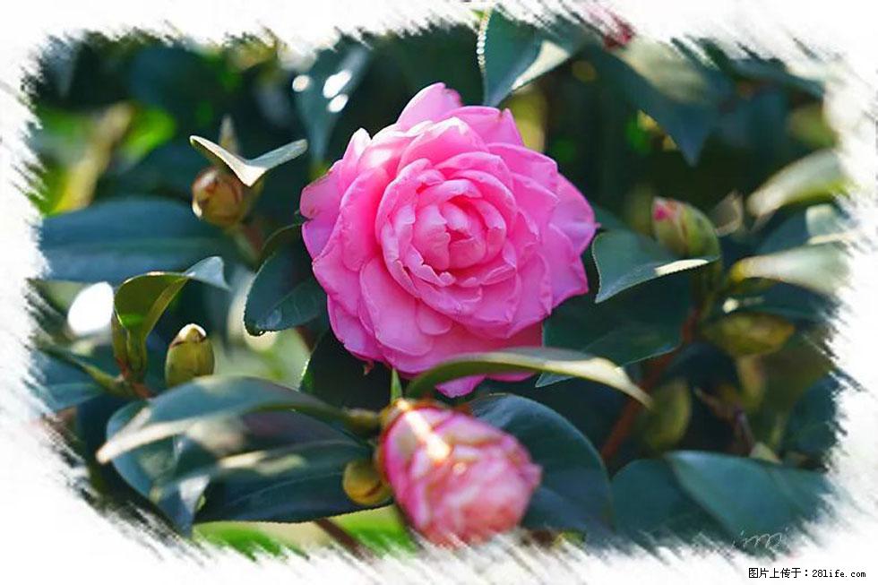 【春天，广西桂林灌阳县向您发出邀请！】杨柳井茶花惹人爱 - 游山玩水 - 承德生活社区 - 承德28生活网 chengde.28life.net