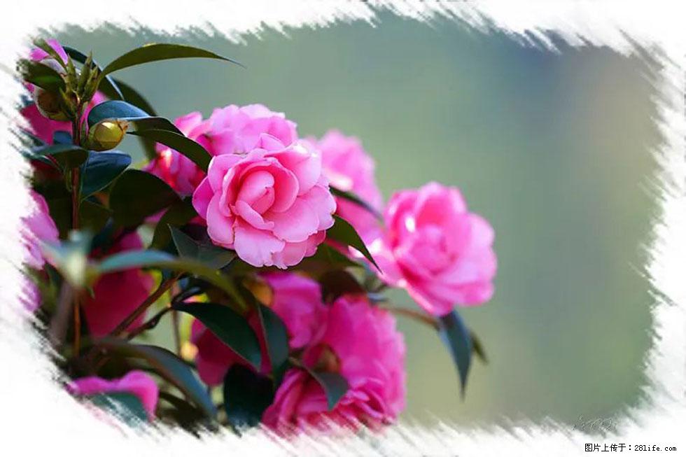 【春天，广西桂林灌阳县向您发出邀请！】杨柳井茶花惹人爱 - 游山玩水 - 承德生活社区 - 承德28生活网 chengde.28life.net