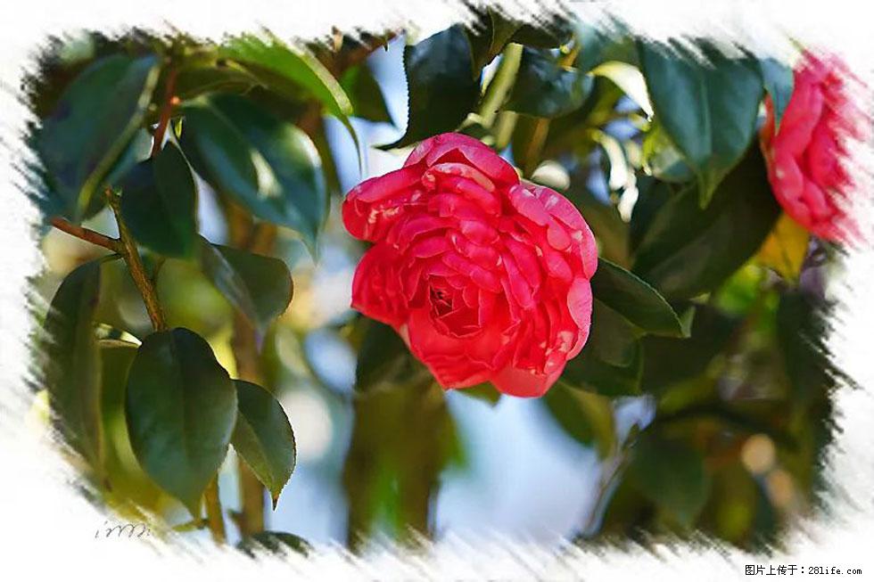 【春天，广西桂林灌阳县向您发出邀请！】杨柳井茶花惹人爱 - 游山玩水 - 承德生活社区 - 承德28生活网 chengde.28life.net