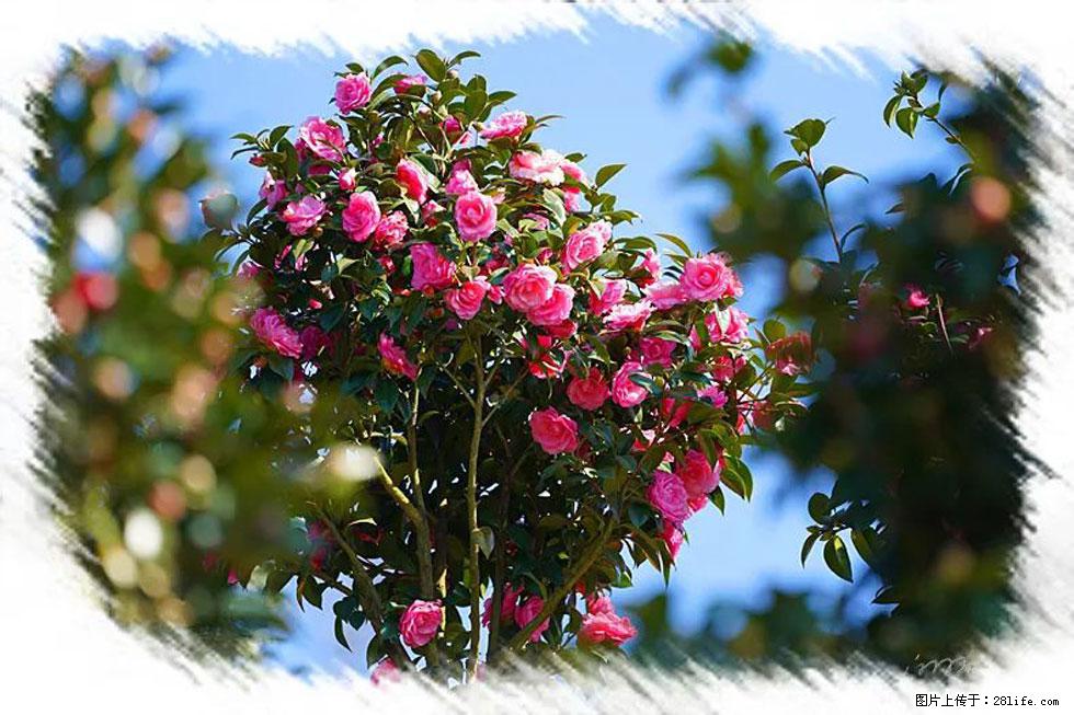 【春天，广西桂林灌阳县向您发出邀请！】杨柳井茶花惹人爱 - 游山玩水 - 承德生活社区 - 承德28生活网 chengde.28life.net