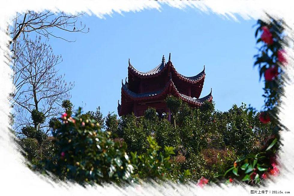 【春天，广西桂林灌阳县向您发出邀请！】杨柳井茶花惹人爱 - 游山玩水 - 承德生活社区 - 承德28生活网 chengde.28life.net