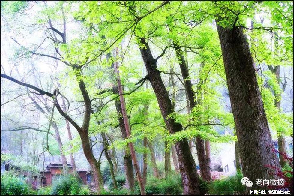 【春天，广西桂林灌阳县向您发出邀请！】在小龙村与春天约会 - 游山玩水 - 承德生活社区 - 承德28生活网 chengde.28life.net