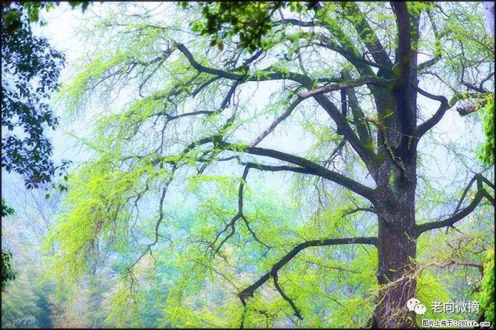【春天，广西桂林灌阳县向您发出邀请！】在小龙村与春天约会 - 游山玩水 - 承德生活社区 - 承德28生活网 chengde.28life.net