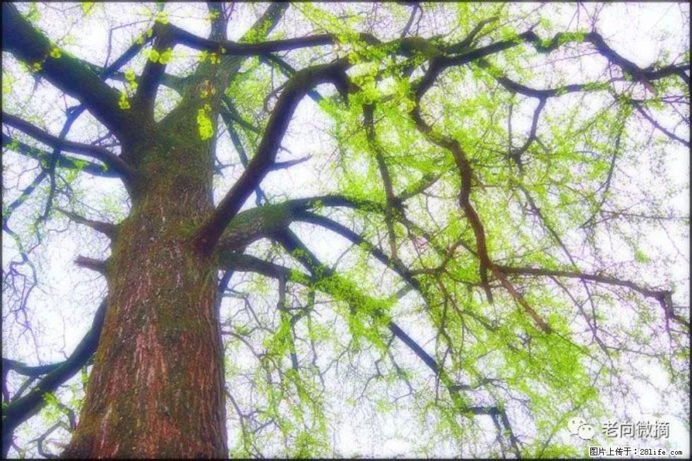 【春天，广西桂林灌阳县向您发出邀请！】在小龙村与春天约会 - 游山玩水 - 承德生活社区 - 承德28生活网 chengde.28life.net