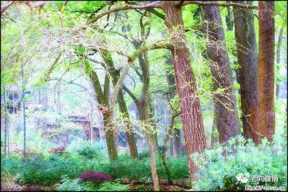 【春天，广西桂林灌阳县向您发出邀请！】在小龙村与春天约会 - 游山玩水 - 承德生活社区 - 承德28生活网 chengde.28life.net