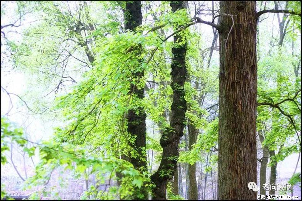 【春天，广西桂林灌阳县向您发出邀请！】在小龙村与春天约会 - 游山玩水 - 承德生活社区 - 承德28生活网 chengde.28life.net