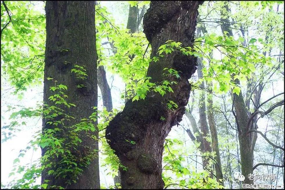 【春天，广西桂林灌阳县向您发出邀请！】在小龙村与春天约会 - 游山玩水 - 承德生活社区 - 承德28生活网 chengde.28life.net