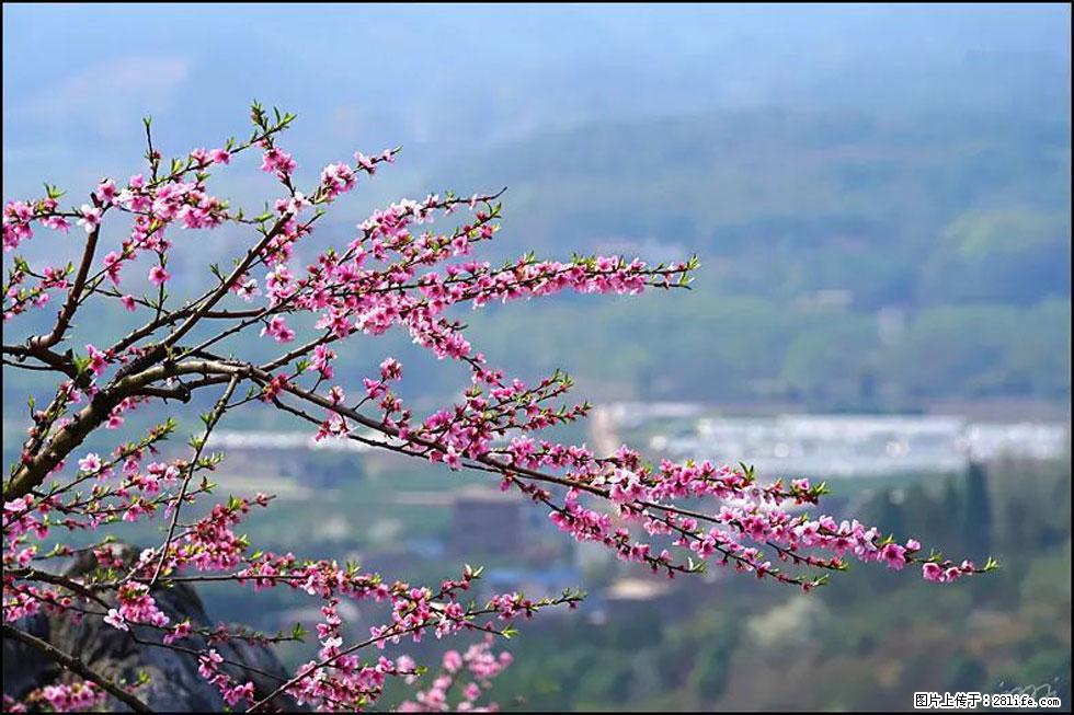 【春天，广西桂林灌阳县向您发出邀请！】望月岭上桃花开 - 游山玩水 - 承德生活社区 - 承德28生活网 chengde.28life.net