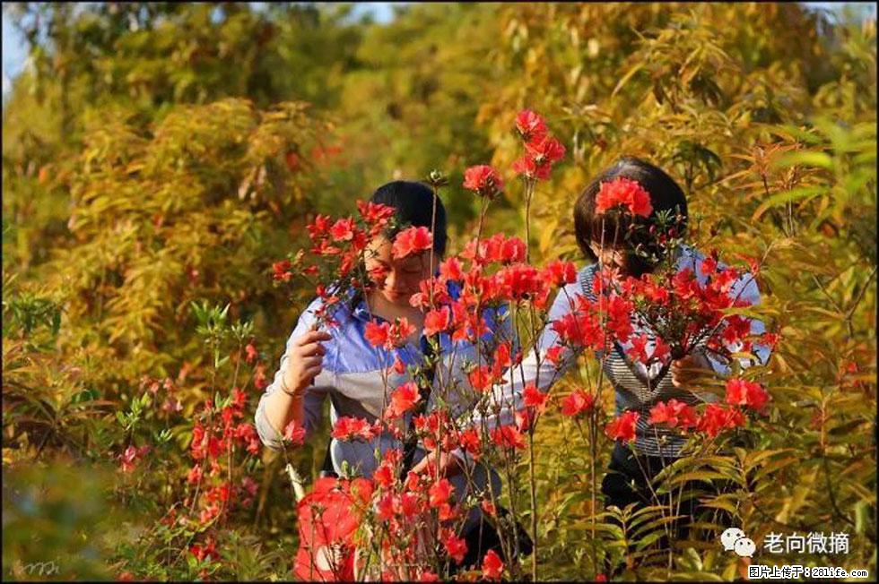 【春天，广西桂林灌阳县向您发出邀请！】登麒麟山，相约映山红 - 游山玩水 - 承德生活社区 - 承德28生活网 chengde.28life.net