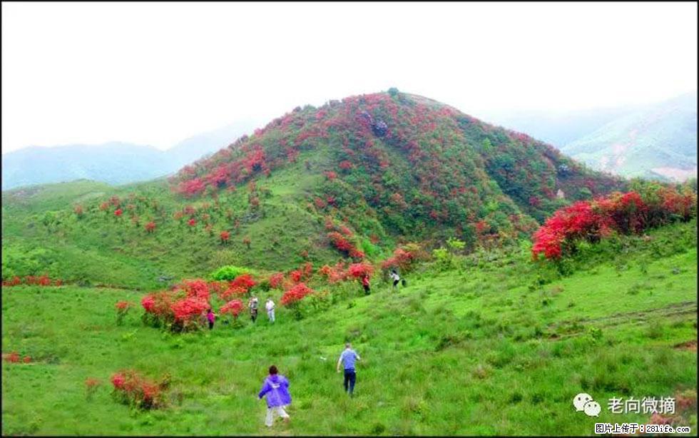 【春天，广西桂林灌阳县向您发出邀请！】宝盖山上映山红 - 游山玩水 - 承德生活社区 - 承德28生活网 chengde.28life.net