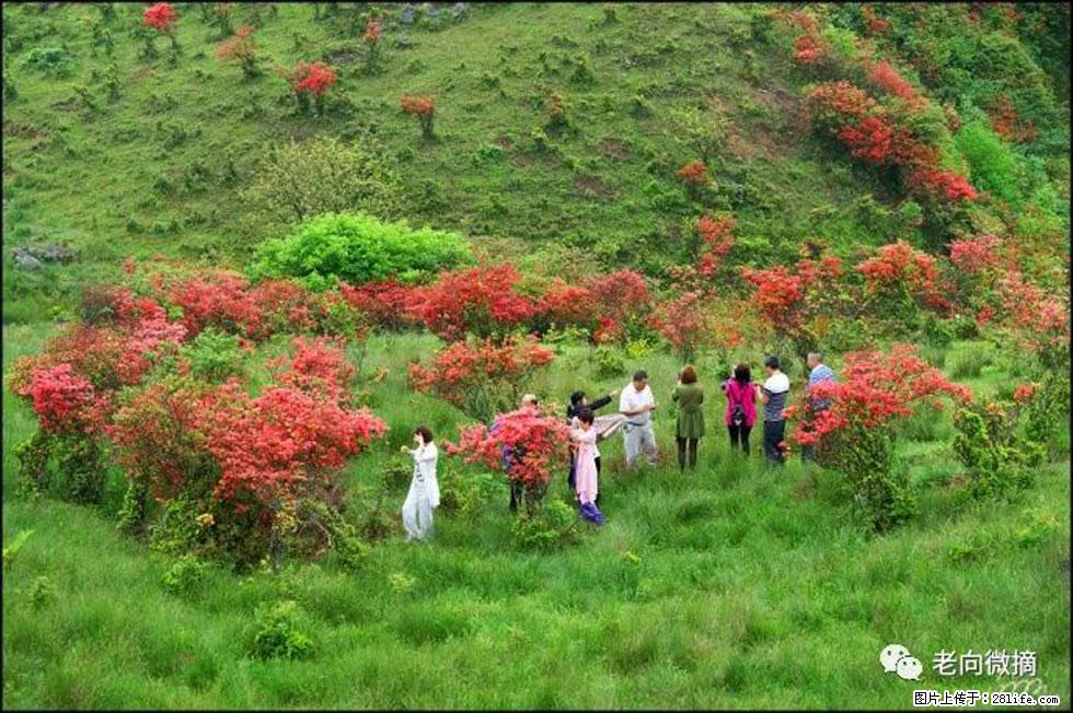 【春天，广西桂林灌阳县向您发出邀请！】宝盖山上映山红 - 游山玩水 - 承德生活社区 - 承德28生活网 chengde.28life.net