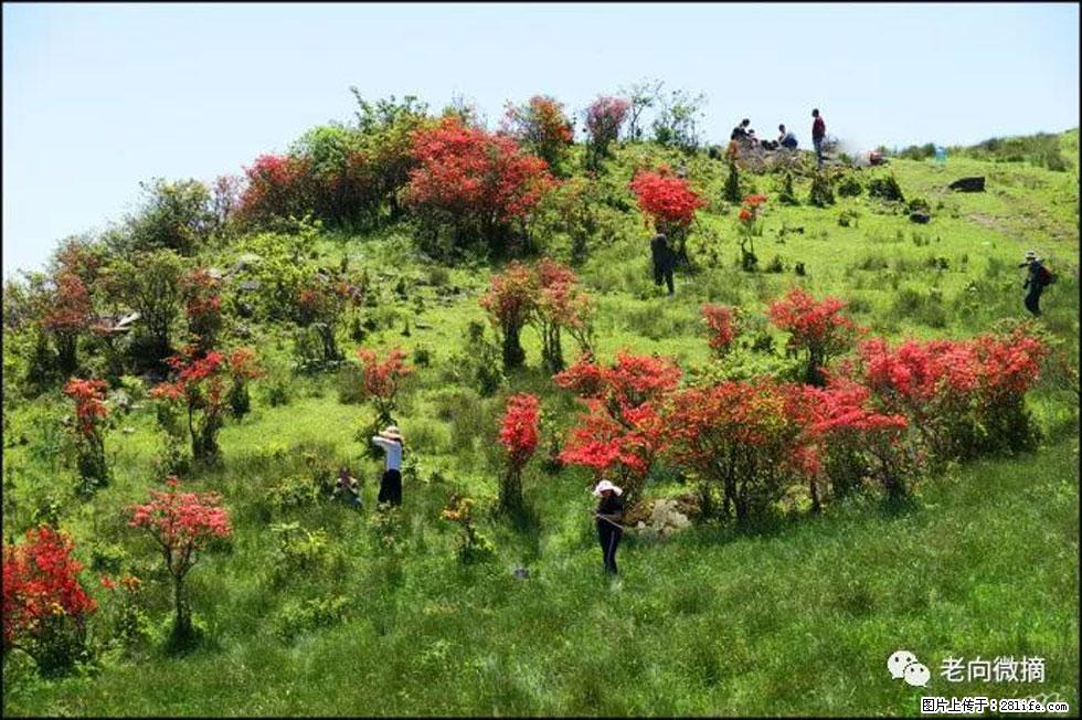 【春天，广西桂林灌阳县向您发出邀请！】宝盖山上映山红 - 游山玩水 - 承德生活社区 - 承德28生活网 chengde.28life.net
