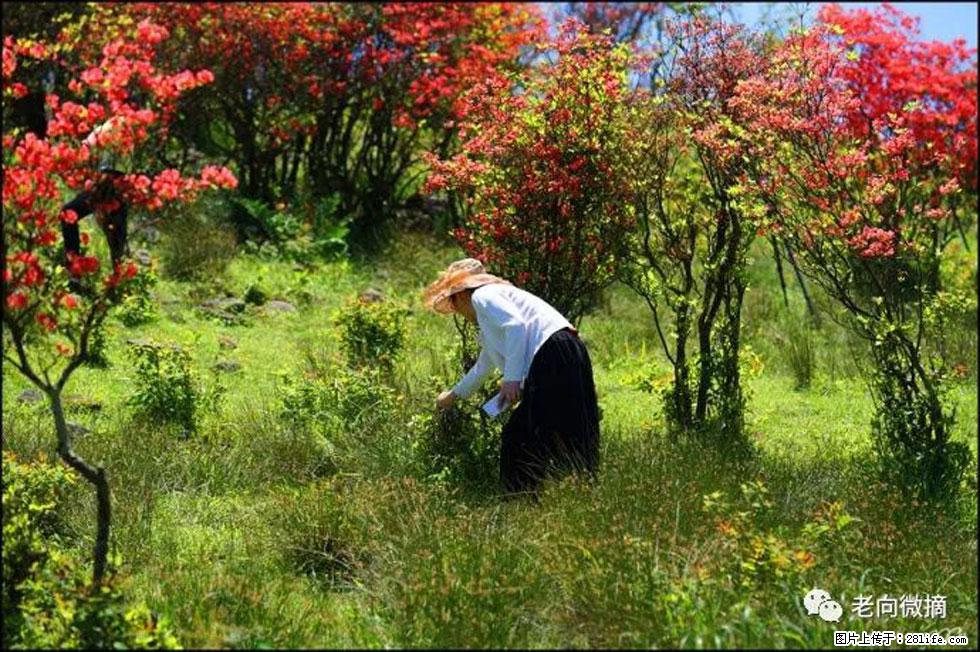 【春天，广西桂林灌阳县向您发出邀请！】宝盖山上映山红 - 游山玩水 - 承德生活社区 - 承德28生活网 chengde.28life.net
