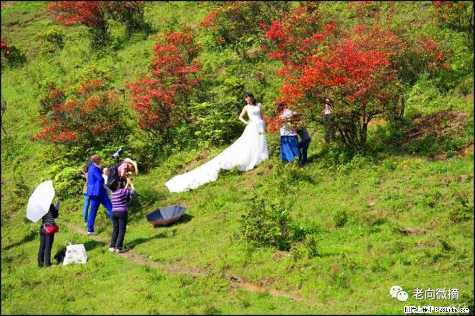 【春天，广西桂林灌阳县向您发出邀请！】宝盖山上映山红 - 游山玩水 - 承德生活社区 - 承德28生活网 chengde.28life.net