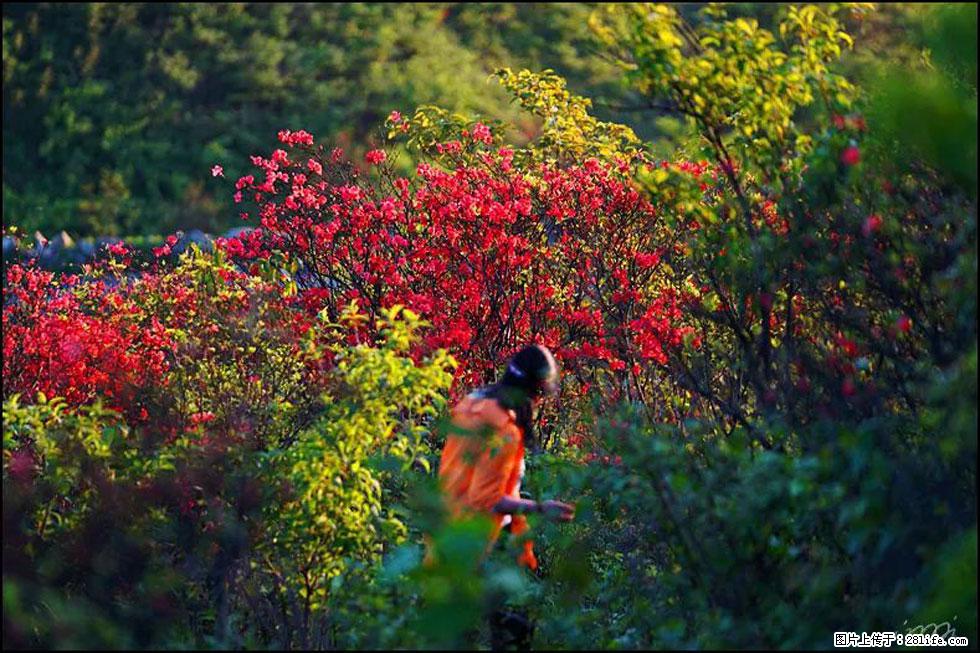 【春天，广西桂林灌阳县向您发出邀请！】春木界上映山红 - 游山玩水 - 承德生活社区 - 承德28生活网 chengde.28life.net