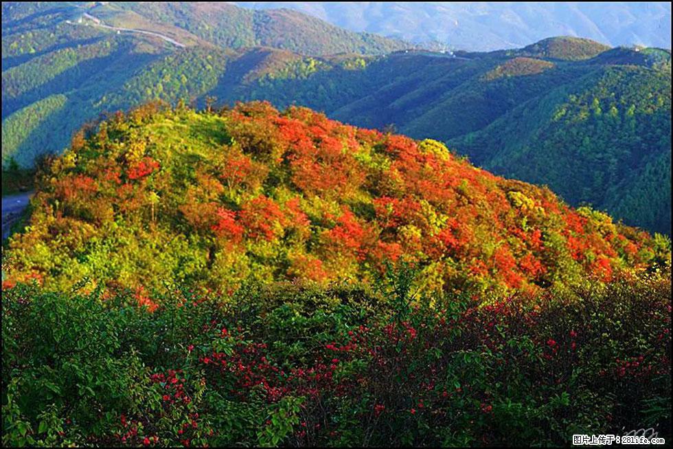 【春天，广西桂林灌阳县向您发出邀请！】春木界上映山红 - 游山玩水 - 承德生活社区 - 承德28生活网 chengde.28life.net