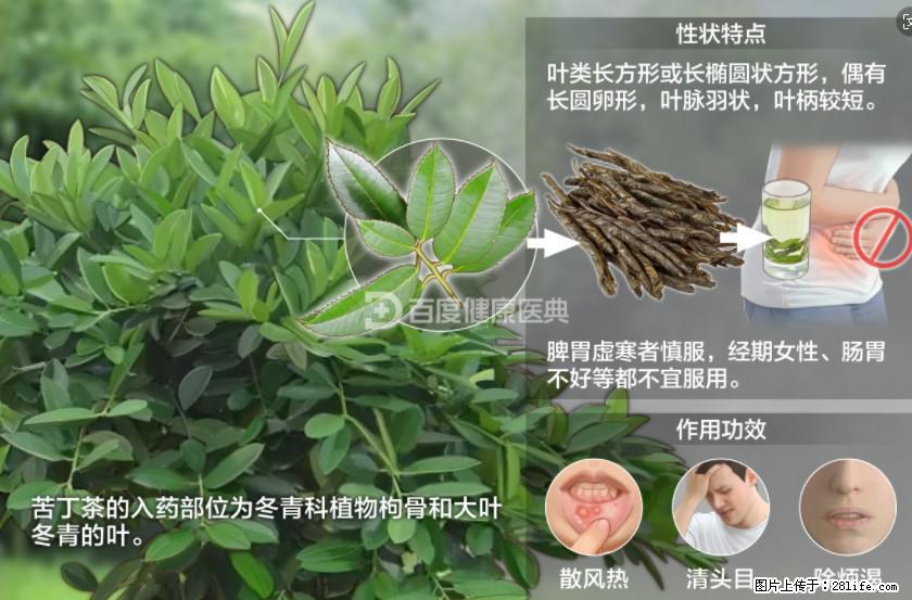 苦丁茶有哪些功效和作用 - 生活百科 - 承德生活社区 - 承德28生活网 chengde.28life.net