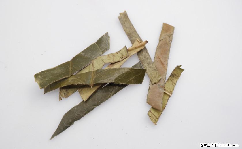 苦丁茶有哪些功效和作用 - 生活百科 - 承德生活社区 - 承德28生活网 chengde.28life.net