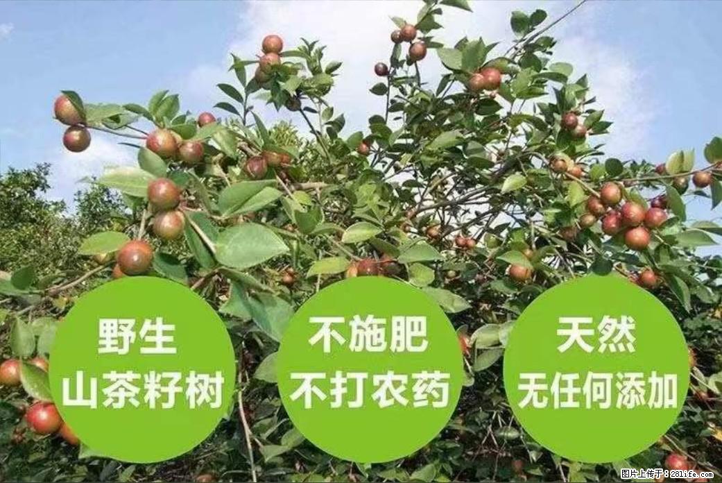 【灌阳县油茶产业示范区】一个有着充实的精神生活的人，对待身外之物自会有一种淡泊的态度 - 美食天地 - 承德生活社区 - 承德28生活网 chengde.28life.net