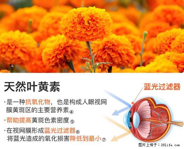 叶黄素有什么功效和作用 - 生活百科 - 承德生活社区 - 承德28生活网 chengde.28life.net