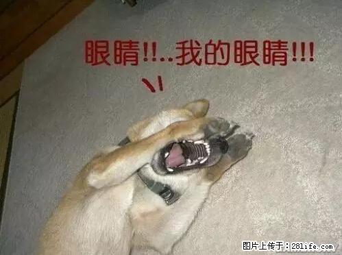 笑癫了!一女的怀孕三年未生,他终于忍不住了... - 娱乐八卦 - 承德生活社区 - 承德28生活网 chengde.28life.net