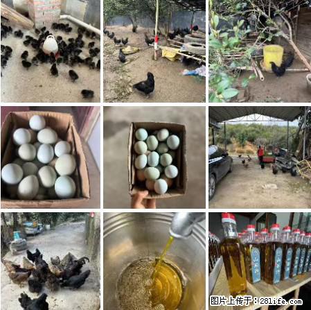 油茶园从小鸡仔开始养起的纯土鸡、土鸡蛋可以预定啦！还有前几天刚榨的纯山茶油哦 - 土特产 - 饮食特产 - 承德分类信息 - 承德28生活网 chengde.28life.net