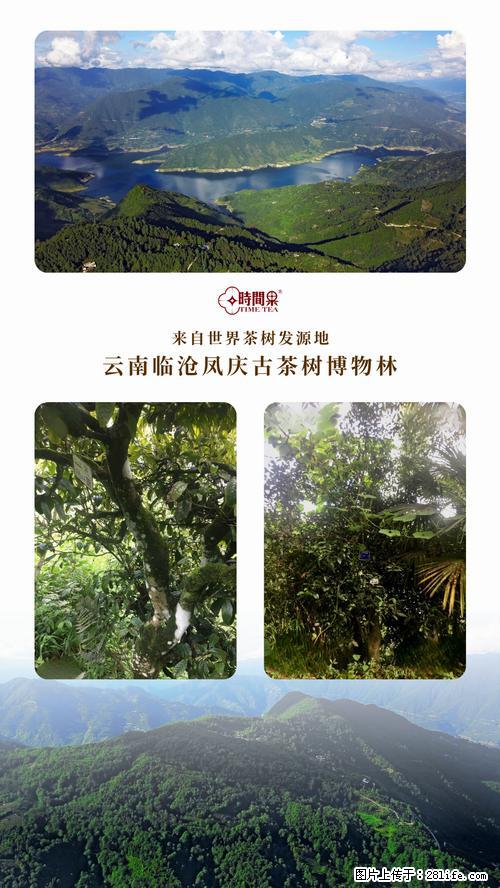 时间果百年古树2025年春红茶 - 购物交流 - 承德生活社区 - 承德28生活网 chengde.28life.net