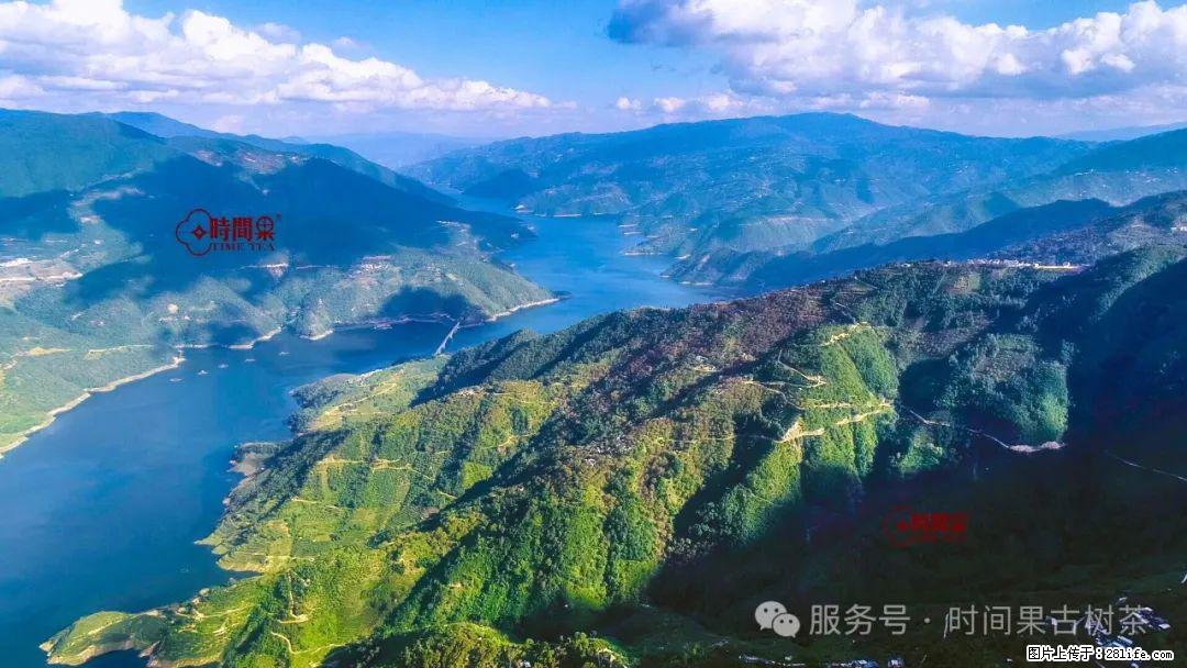 时间果百年古树龙珠普洱生茶 - 购物交流 - 承德生活社区 - 承德28生活网 chengde.28life.net