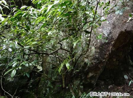 平乐石崖茶，珍贵仅次于金花茶 - 承德生活资讯 - 承德28生活网 chengde.28life.net