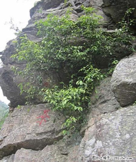 平乐石崖茶，珍贵仅次于金花茶 - 承德生活资讯 - 承德28生活网 chengde.28life.net