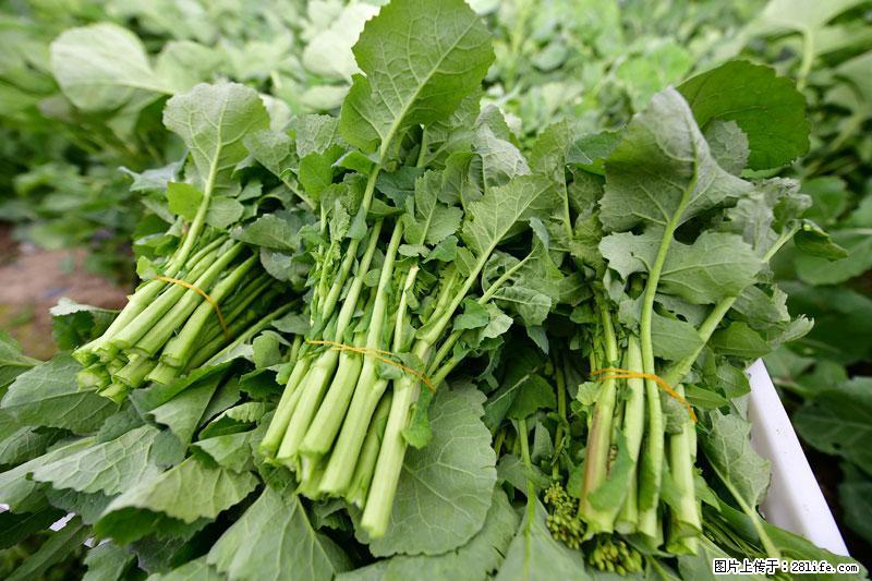 这些蔬菜是“天然钙片”，这6种被医生重点推荐 - 承德生活资讯 - 承德28生活网 chengde.28life.net